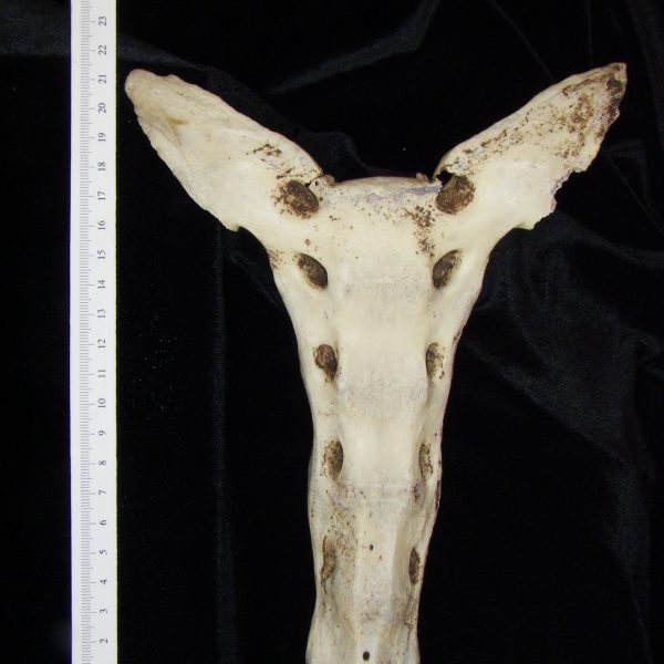 donkey-equus-asinus-sacrum-anterior-flmnh-6684