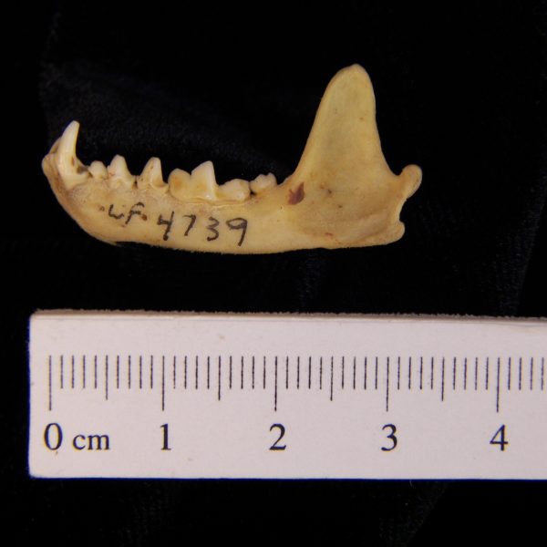 eastern-spotted-skunk-spilogale-putorius-left-mandible-flmnh-4739