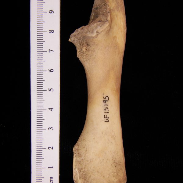 florida-manatee-trichecus-manatus-ulna-flmnh-15195