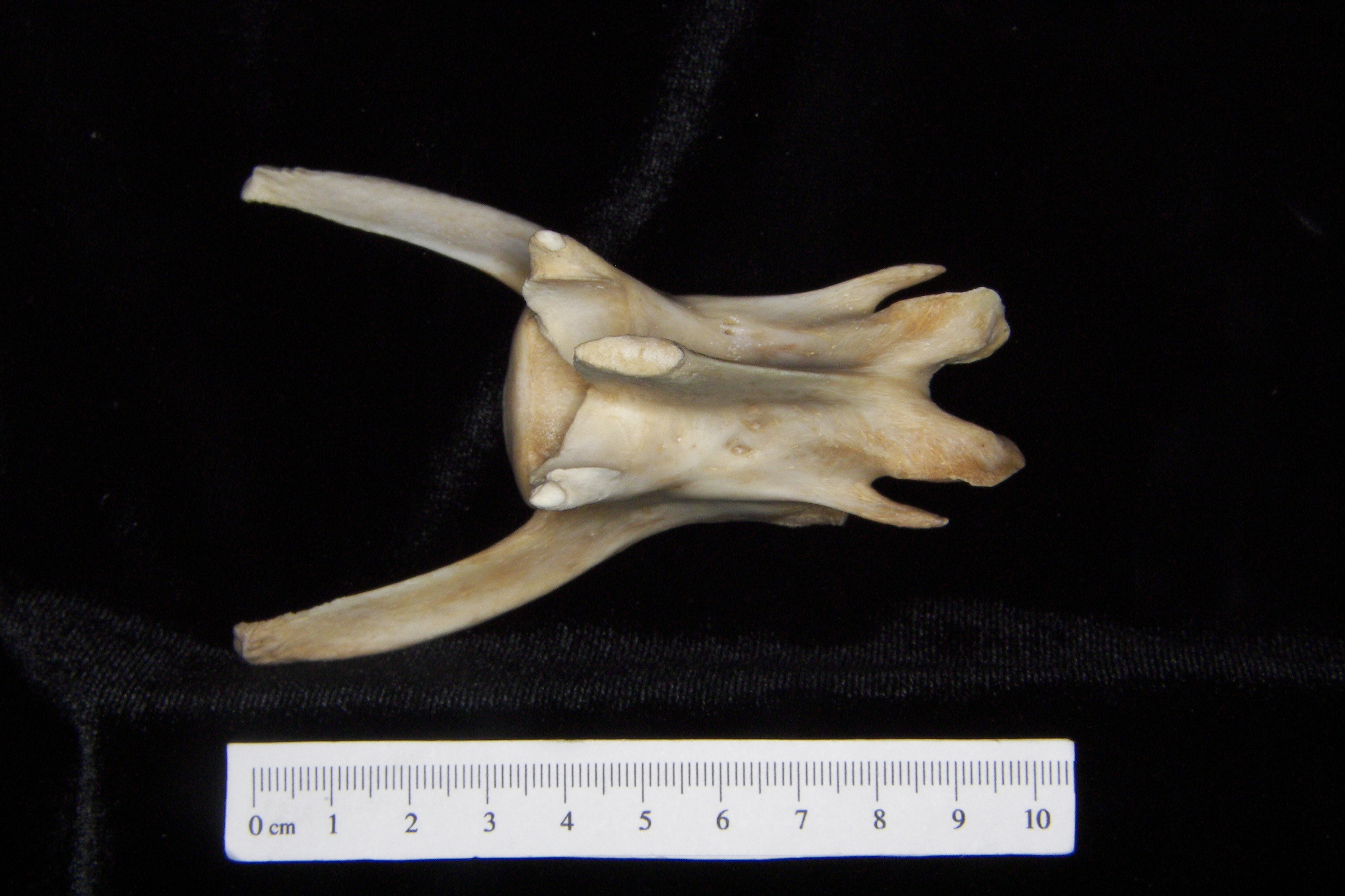 Florida panther (Puma concolor) 3rd lumbar vertebra - BoneID
