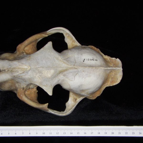 florida-panther-puma-concolor-cranium-superior-flmnh-collection-30431