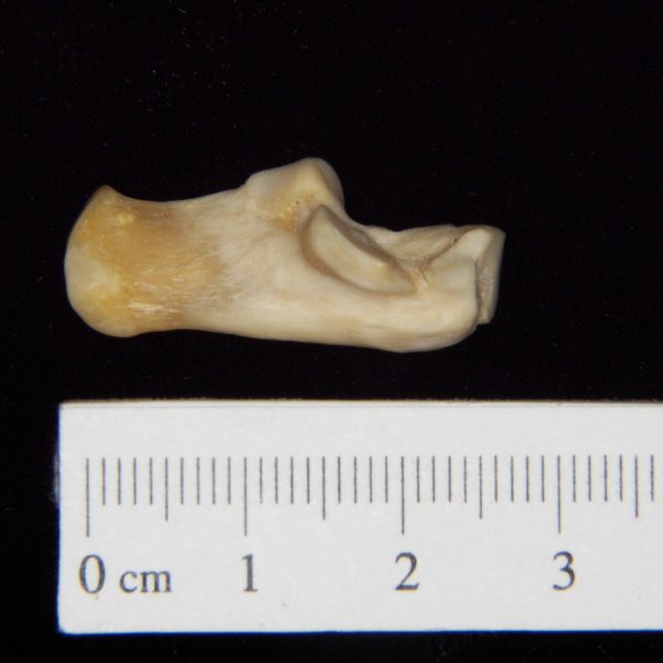 gray-fox-urocyon-cinorargenteus-left-calcaneus-medial-abel-collection