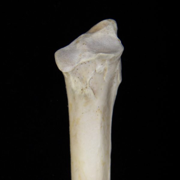 great-blue-heron-adea-herodias-ulna-proximal-aspect-cofc-osteological-collection-0012