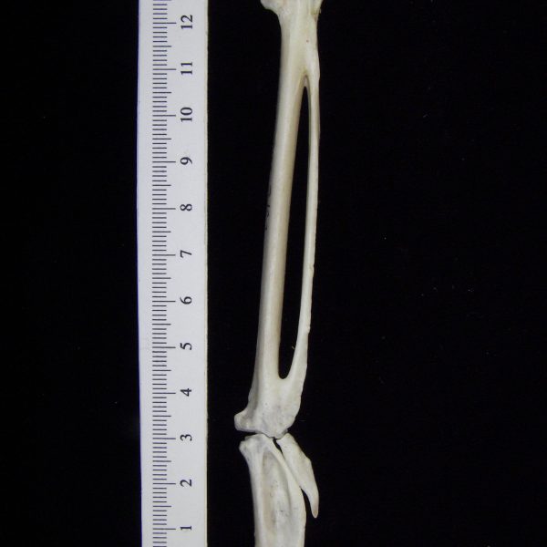 great-blue-heron-ardea-herodias-carpometacarpus-and-1st-phalanx-cofc-osteological-collection