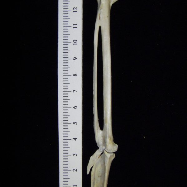 great-blue-heron-ardea-herodias-carpometacarpus-and-1st-phalanx-view-2-cofc-osteological-col