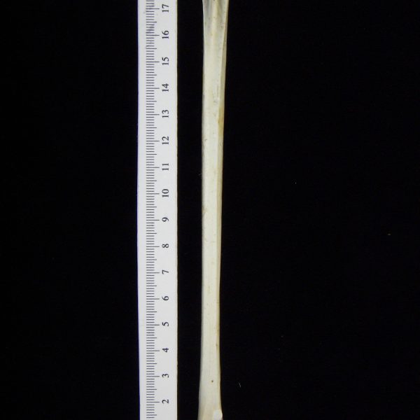 great-blue-heron-ardea-herodias-left-tarsometatarsus-anterior-cofc-osteological-collection-0