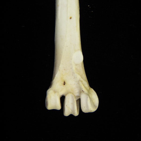 great-blue-heron-ardea-herodias-left-tarsometatarsus-distal-anterior-aspect-cofc-osteologica