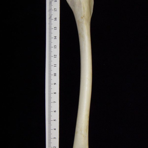 great-blue-heron-ardea-herodias-right-humerus-cofc-osteological-collection-0012