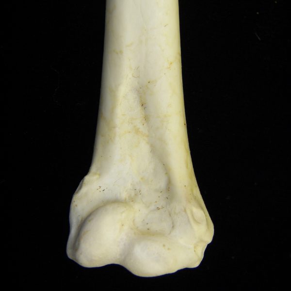 great-blue-heron-ardea-herodias-right-humerus-distal-aspect-cofc-osteological-collection-001