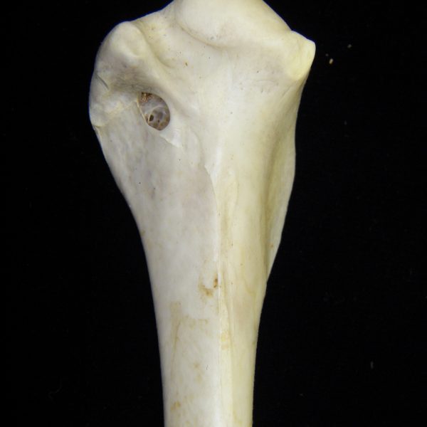 great-blue-heron-ardea-herodias-right-humerus-proximal-aspect-cofc-osteological-collection-0