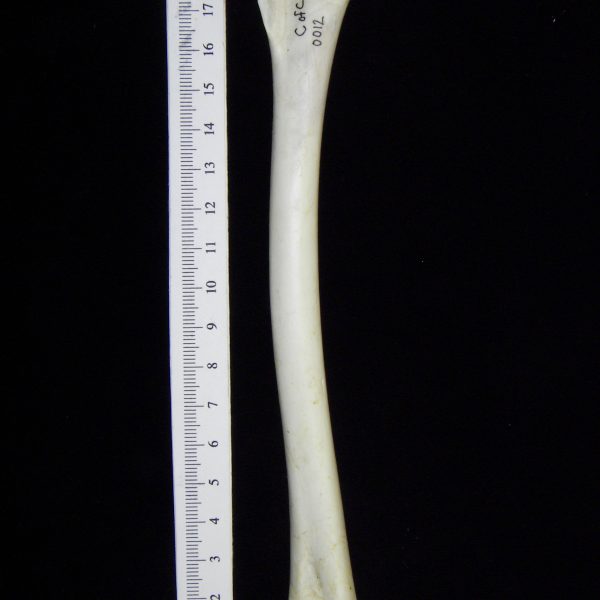 great-blue-heron-ardea-herodias-right-humerus-view-2-cofc-osteological-collection-0012