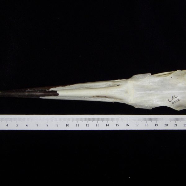 great-blue-heron-ardea-herodias-skull-superior-cofc-osteological-collection-0012