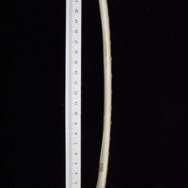 great-blue-heron-ardea-herodias-ulna-view-2-cofc-osteological-collection-0012