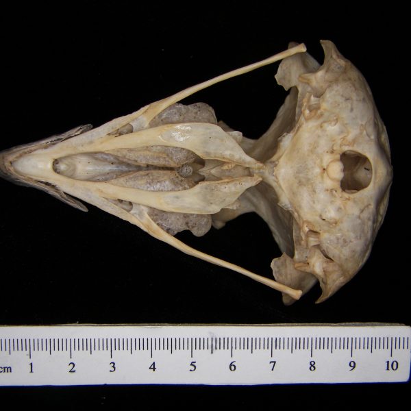 great-horned-owl-bubo-virginianus-cranium-inferior-abel-collection