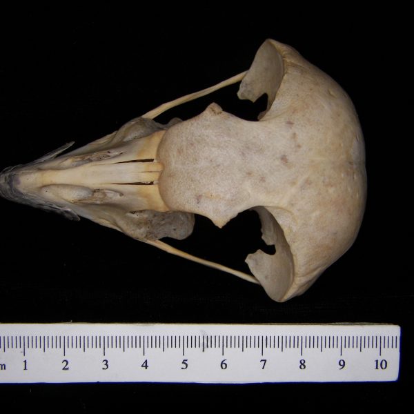 great-horned-owl-bubo-virginianus-cranium-superior-abel-collection