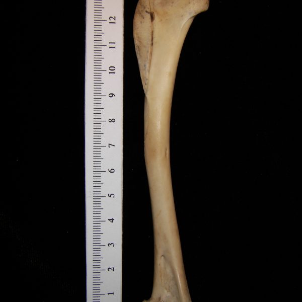 great-horned-owl-bubo-virginianus-right-humerus-anterior-abel-collection