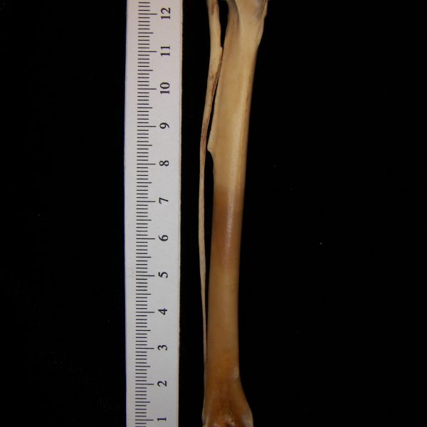 great-horned-owl-bubo-virginianus-right-tibiotarsus-anterior-abel-collection
