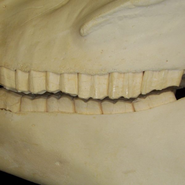 horse-equus-caballus-close-up-of-dentition-cofc-osteological-collection