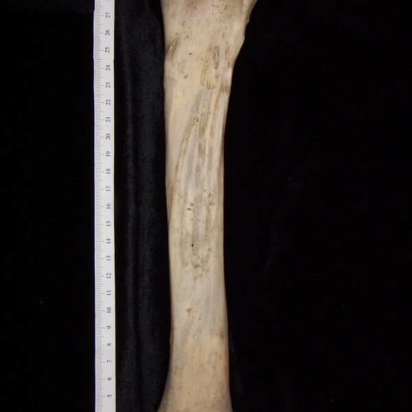 horse-equus-caballus-left-tibia-posterior-flmnh-6684