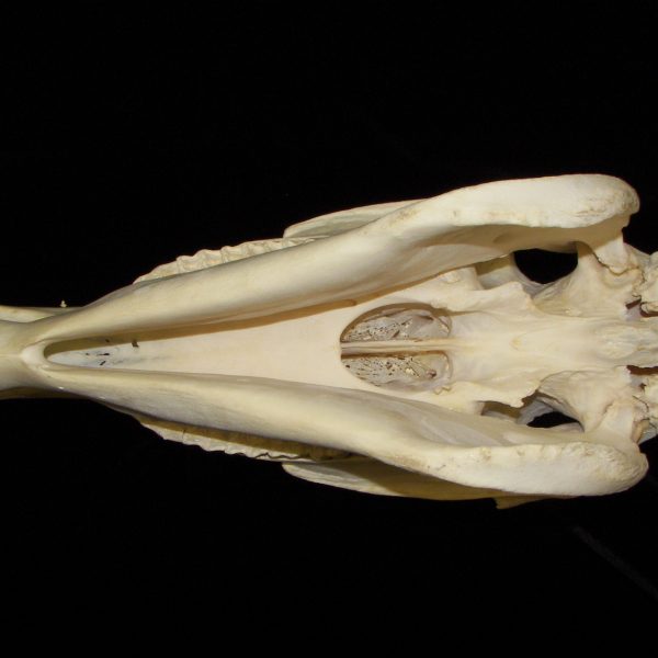horse-equus-caballus-skull-inferior-cofc-osteological-collection
