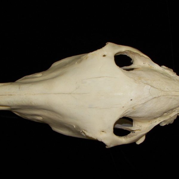 horse-equus-caballus-skull-superior-cofc-osteological-collection