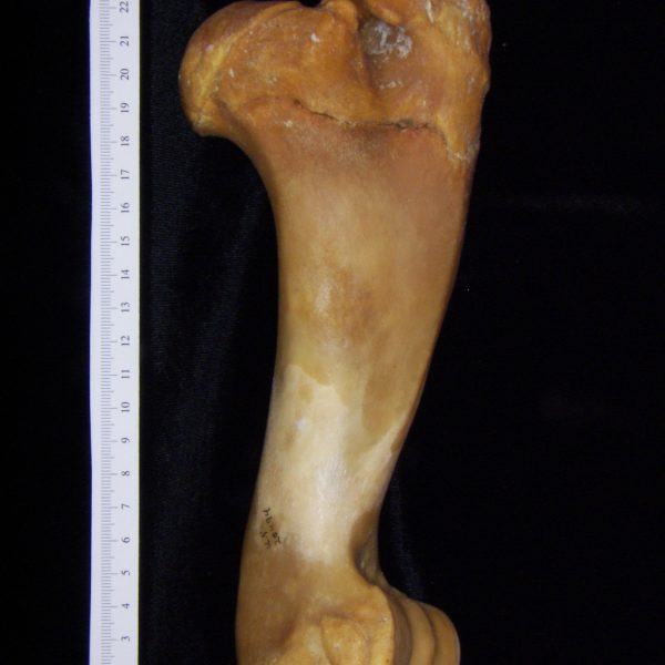 pig-sus-scrofa-left-humerus-anterior-flmnh-collection-20974-copy-copy