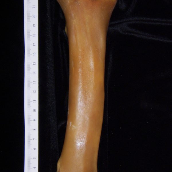 pig-sus-scrofa-left-tibia-posterior-flmnh-collection-20974-copy-copy