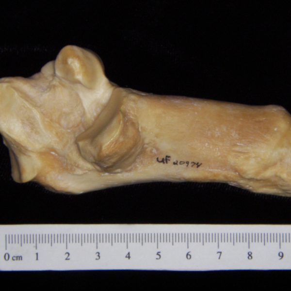 pig-sus-scrofa-right-calcaneus-medial-flmnh-collection-20974-copy-copy