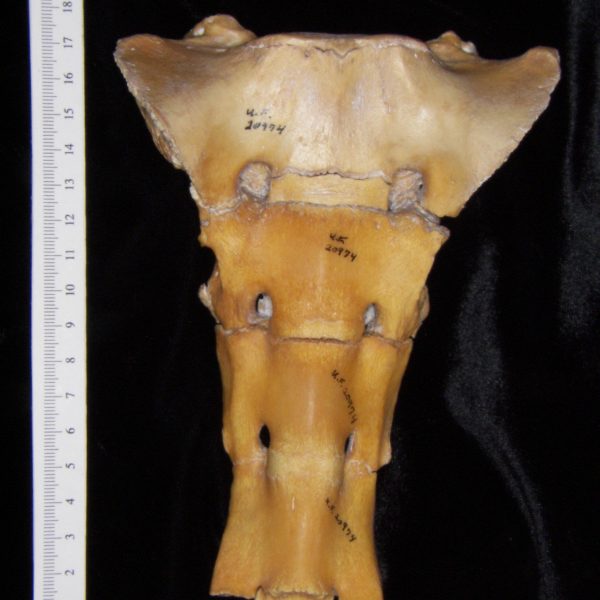 pig-sus-scrofa-sacrum-anterior-flmnh-collection-20974