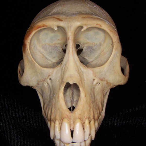 rhesus-macaque-maca-mulatta-skull-anterior