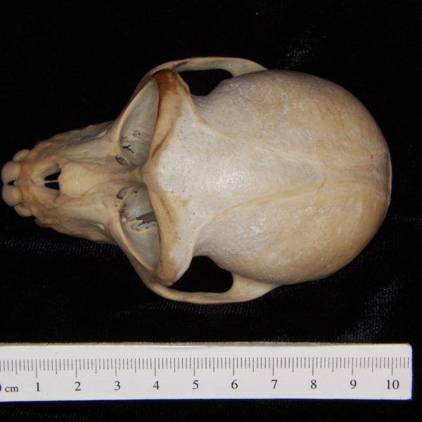 rhesus-macaque-macaca-mulatta-cranium-superior-abel-collection