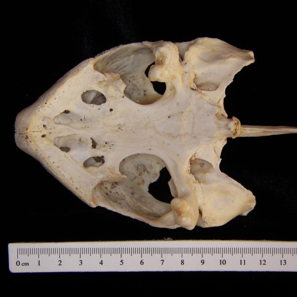 snapping-turtle-chelydra-serpentina-cranium-inferior-abel-collection-jpg