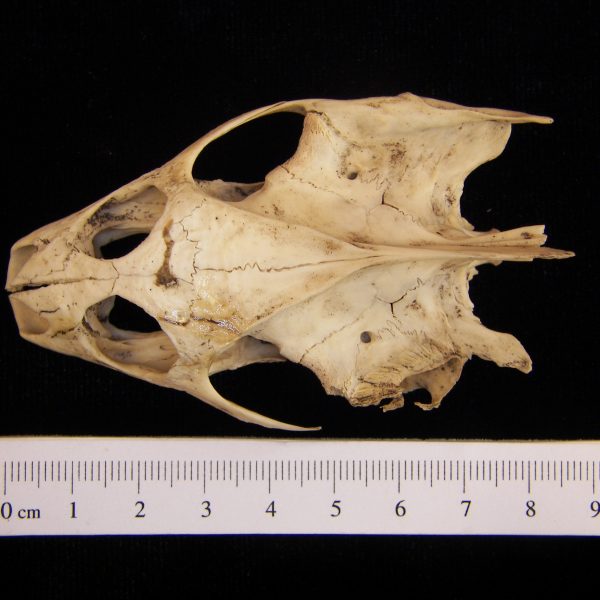 softshell-turtle-trionyx-ferox-cranium-superior-postmortem-damage-to-left-aspect-bottom-of