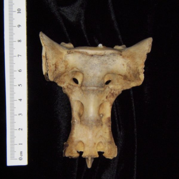 white-tailed-deer-odocoileus-virginianus-sacrum-anterior-flmnh-collection-7001