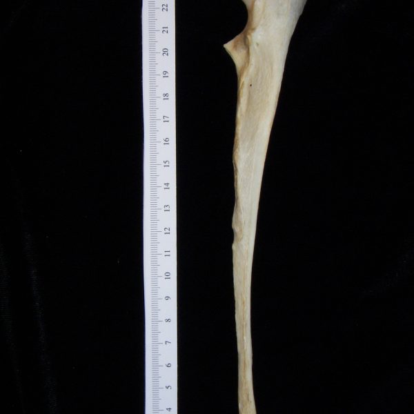 dog-canis-lupus-familiaris-left-ulna-lateral-harding-collection