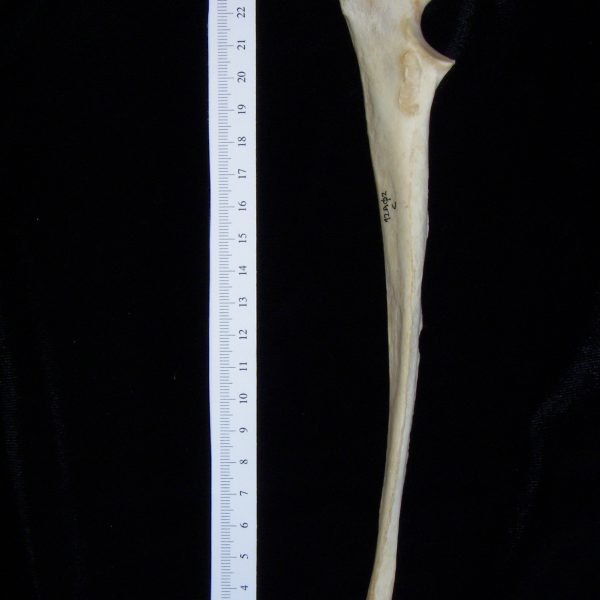 dog-canis-lupus-familiaris-left-ulna-medial-harding-collection