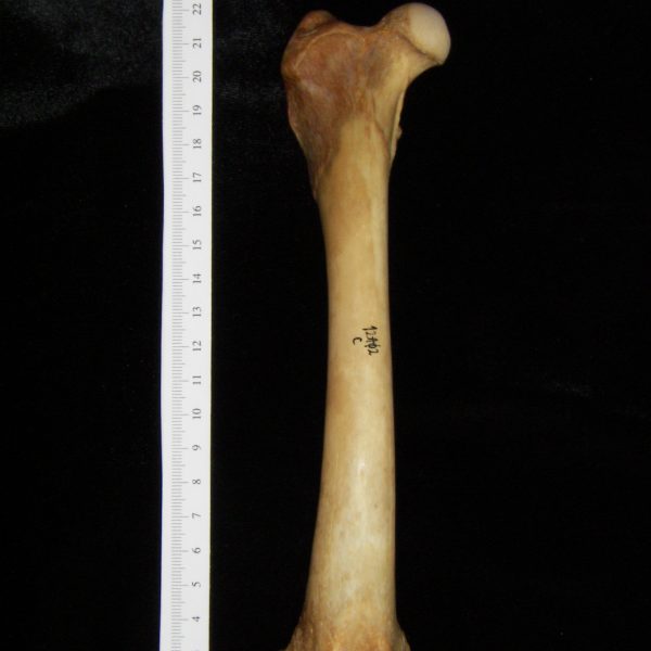 dog-canis-lupus-familiaris-right-femur-anterior-harding-collection