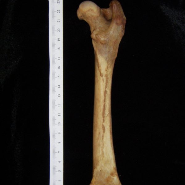 dog-canis-lupus-familiaris-right-femur-posterior-harding-collection