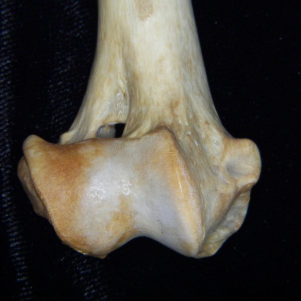 dog-canis-lupus-familiaris-right-humerus-distolateral-harding-collection