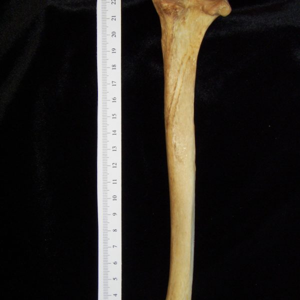 dog-canis-lupus-familiaris-right-tibia-posterior-harding-collection