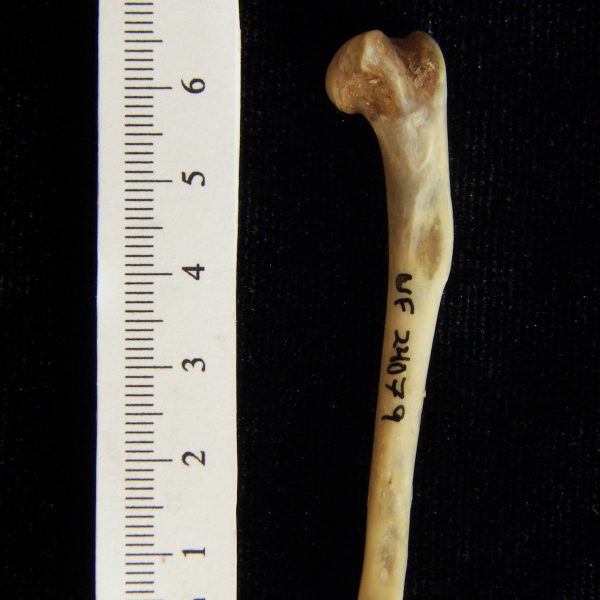 eastern-cottontail-rabbit-sylvilagus-floridanus-left-humerus-anterior-flmnh-collection-2407