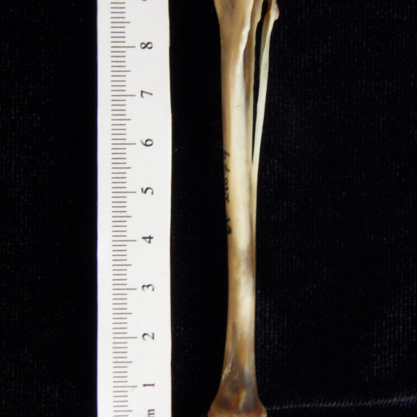 eastern-cottontail-rabbit-sylvilagus-floridanus-left-tibia-and-fibula-anterior-flmnh-collection-24079