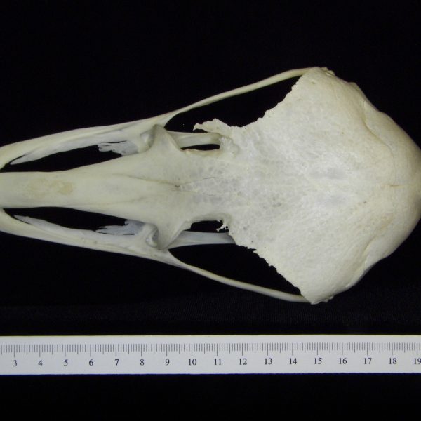 ostrich-struthio-camelus-cranium-superior-cofc-osteological-collection
