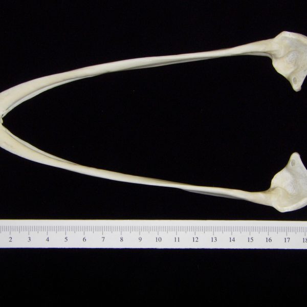 ostrich-struthio-camelus-mandible-superior-cofc-osteological-collection