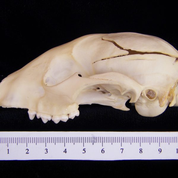 raccoon-procyon-lotor-cranium-lateral-flmnh-10125