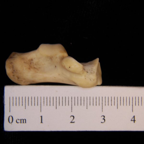 raccoon-procyon-lotor-left-calcaneus-medial-abel-collection