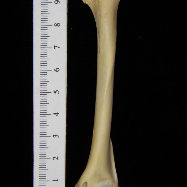 raccoon-procyon-lotor-left-humerus-lateral-flmnh-10125