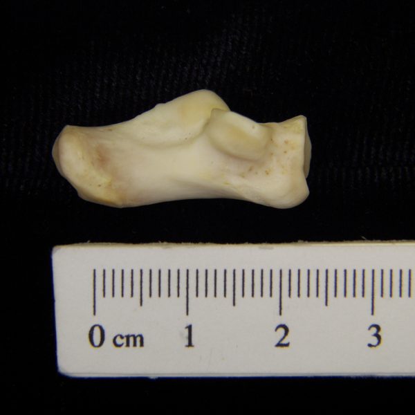 river-otter-lutra-canadensis-left-calcaneus-medial-cofc-osteological-collection-0009