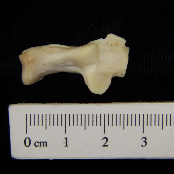river-otter-lutra-canadensis-left-calcaneus-superio-cofc-osteological-collection-0009