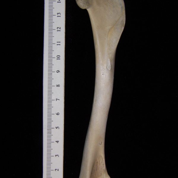 turkey-vulture-cathartes-aura-left-humerus-view-2-abel-collection